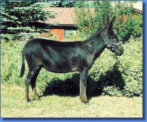 HiWest Pizzaz - Lot 11