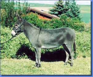 HiWest Tina - Lot 21