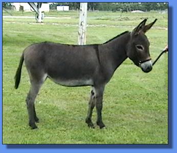 Lot #25 ~ Ass-Pirin Acres Hickory Star