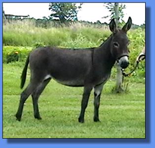 Lot #25 ~ Ass-Pirin Acres Hickory Star