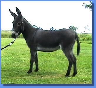 Lot #25 ~ Ass-Pirin Acres Hickory Star