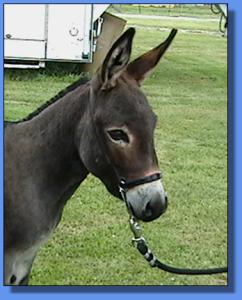 Lot #25 ~ Ass-Pirin Acres Hickory Star