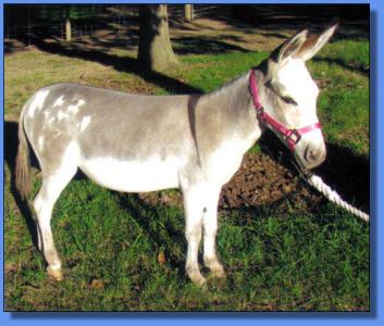 Lot # 24 ~ Hill's Haven Bree