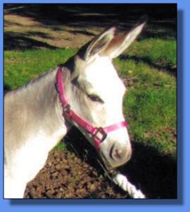 Lot # 24 ~ Hill's Haven Bree