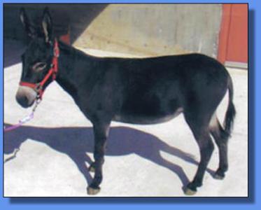 Lot #38 ~ Hill's Haven Koko