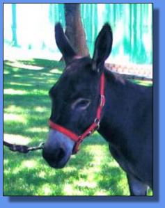 Lot #38 ~ Hill's Haven Koko