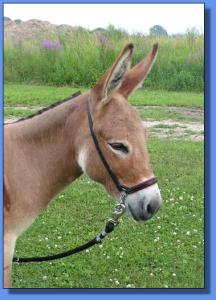 Lot # 37 ~ Ass-Pirin Acres Hoo Ray