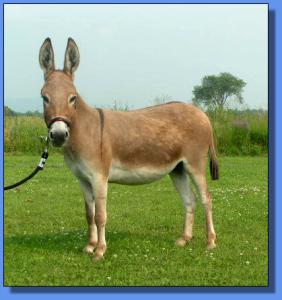 Lot # 37 ~ Ass-Pirin Acres Hoo Ray