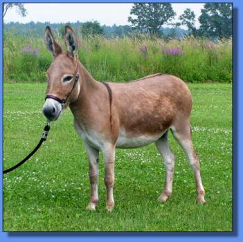 Lot # 37 ~ Ass-Pirin Acres Hoo Ray