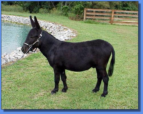 Sunset Acres Hoops - 31&frac12;" True Black...no visible  stripe!