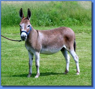 Ass-Pirin Acres Hot Sensation