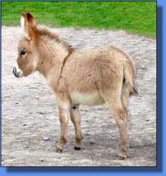 Ass-Pirin Acres Hotsy Totsy - Lot 1