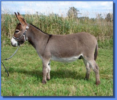 Ass-Pirin Acres Jim Dandy