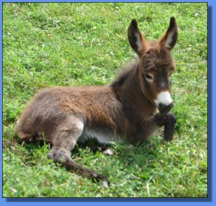 Ass-Pirin Acres Jitty, Jitty Bling