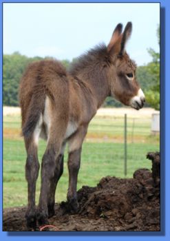 Ass-Pirin Acres Jitty, Jitty Bling