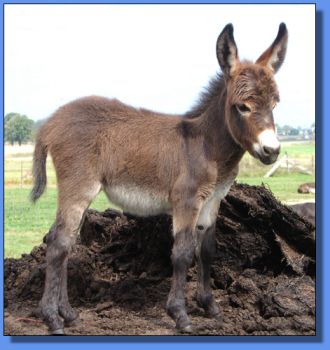 Ass-Pirin Acres Jitty, Jitty Bling