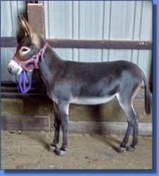 Joan of Ark - Lot 19