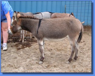 Lot #8 ~ Ass-Pirin Acres Joy's Delight