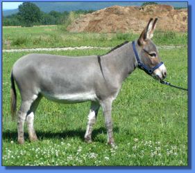 Lot # 20 ~ Ass-Pirin Acres Julia