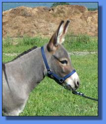 Lot # 20 ~ Ass-Pirin Acres Julia