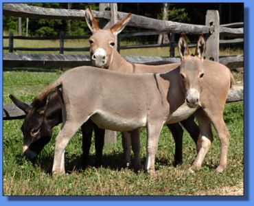 Lot # 11 - Flight of Fancy Julia Clark - photo by Dusty Perin