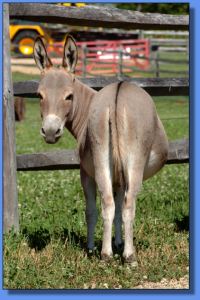 Lot # 11 - Flight of Fancy Julia Clark - photo by Dusty Perin