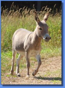 Lot # 11 - Flight of Fancy Julia Clark - photo by Dusty Perin