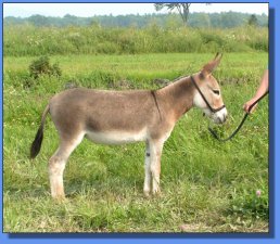 Lot #1 ~ Ass-Pirin Acres Just Plain Sugar