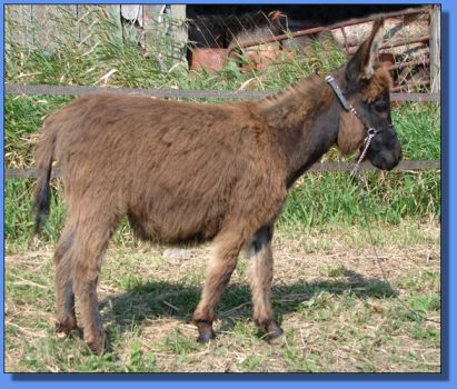 Ass-Pirin Acres Justin Time