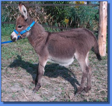 Ass-Pirin Acres Jyoti