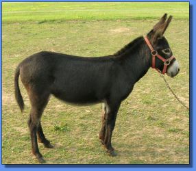 Lot # 33 ~ Maxwell Ridge Farm's KC