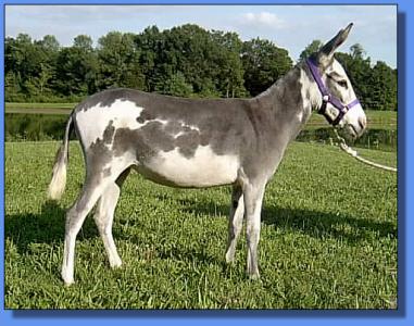 Lot #31 ~ KZ Firey Fushia