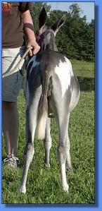 Lot #31 ~ KZ Firey Fushia