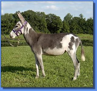 Lot #31 ~ KZ Firey Fushia