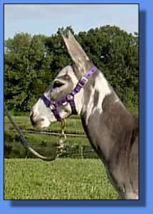 Lot #31 ~ KZ Firey Fushia