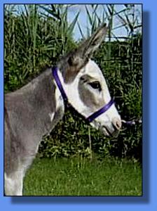 Lot #31 ~ KZ Firey Fushia