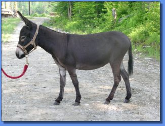 Lot # 17 ~ Beach Nut Hill Farm's Katarina