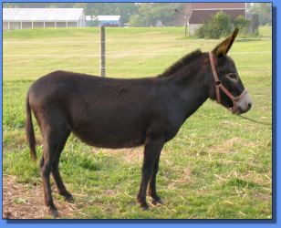 Lot #32 ~ Maxwell Ridge Kizmy