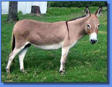 Golden Haze Chantilly Lace - Lot 22