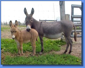 Jc"s Exotic Liberty & sorrel jennet foal at side - Lot #32