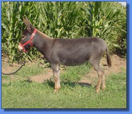 Stoney Acres Latrischa - Lot #7