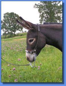 Lot # 2 ~ LND's Mini Donk Ranch Laurel