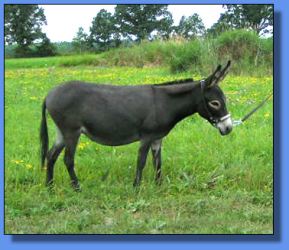 Lot # 2 ~ LND's Mini Donk Ranch Laurel