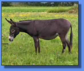 Lot # 2 ~ LND's Mini Donk Ranch Laurel
