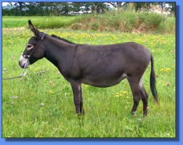 Lot # 2 ~ LND's Mini Donk Ranch Laurel