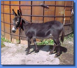 Lazy H Donkette Liberty Plus - Lot #27