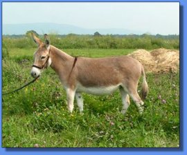 Lot #1 2 ~ Ass-Pirin Acres Little Bo Peep In Red