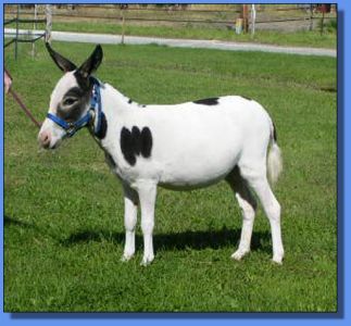 Lot #35 ~ MGF Little Empress 573