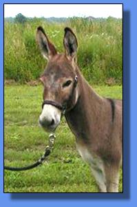 Ass-Pirin Acres Love Bug ~ Lot #1