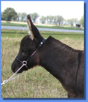 Ass-Pirin Acres Lovey Dovey